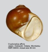 Cryptonatica affinis (2)